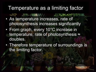 As temperature increases, rate of photosynthesis increases significantly From graph, every 10°C increase in temperature, rate of photosynthesis ≈ doubles.  Therefore temperature of surroundings is the limiting factor. Temperature as a limiting factor 