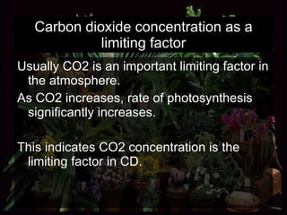 Carbon dioxide concentration as a limiting factor Usually CO2 is an important limiting factor in the atmosphere.  As CO2 increases, rate of photosynthesis significantly increases. This indicates CO2 concentration is the limiting factor in CD.  