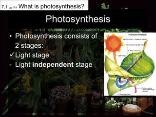 Photosynthesis Photosynthesis consists of  2 stages:  Light stage Light  independent  stage 7.1  pg 119  What is photosynthesis? 