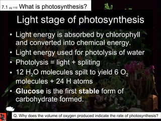 Light stage of photosynthesis Light energy is absorbed by chlorophyll and converted into chemical energy. Light energy used for photolysis of water Photolysis = light + spliting 12 H 2 O molecules spilt to yield 6 O 2  molecules + 24 H atoms Glucose  is the first  stable  form of carbohydrate formed.  7.1  pg 119  What is photosynthesis? Q. Why does the volume of oxygen produced indicate the rate of photosynthesis?  