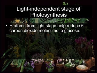 Light-independent stage of Photosynthesis H atoms from light stage help reduce 6 carbon dioxide molecules to glucose.  