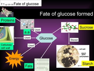 Fate of glucose formed 7.1  pg 125-126  Fate of glucose Glucose Sucrose Energy Used Used Used Stored Starch Fats a.a Proteins Cellulose  cell wall 