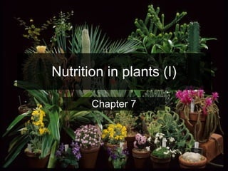 Nutrition in plants (I) Chapter 7 