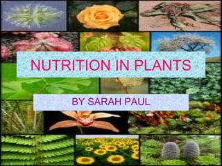 NUTRITION IN PLANTS

    BY SARAH PAUL
 
