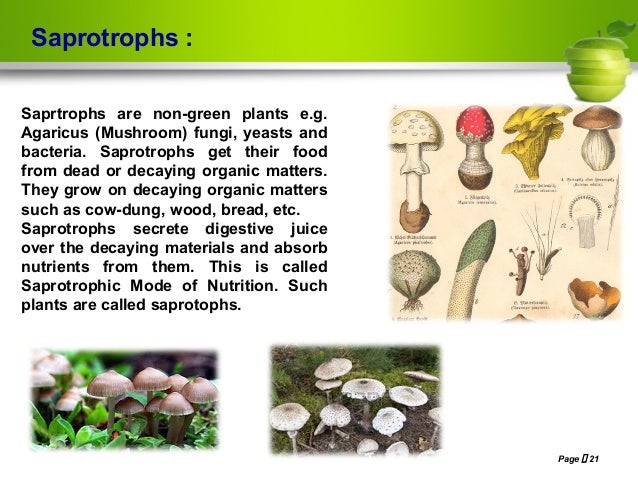 Nutrition in plants, Class- VII, NCERT Based