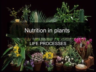 Nutrition in plants
LIFE PROCESSES
 