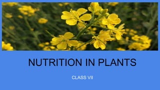 NUTRITION IN PLANTS
CLASS VII
 