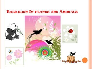 Nutrition in plants and animals
