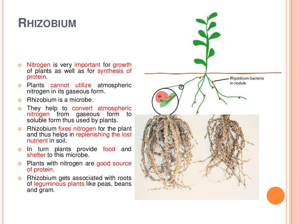 Nutrition in plants and animals
