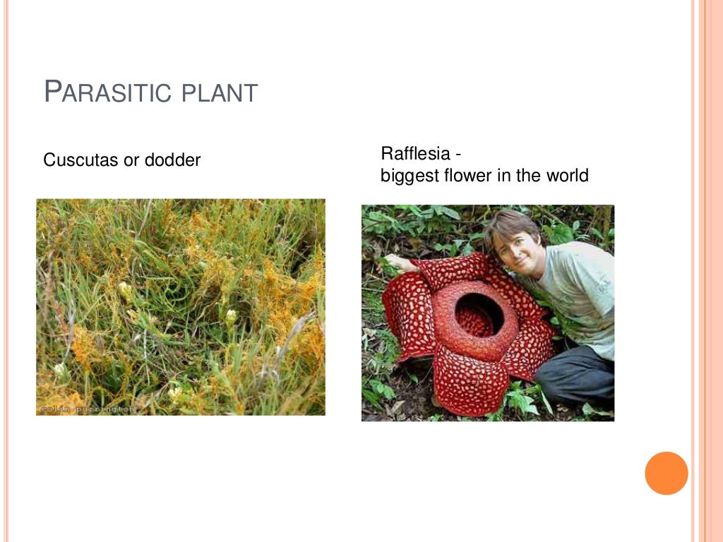 Nutrition in plants and animals