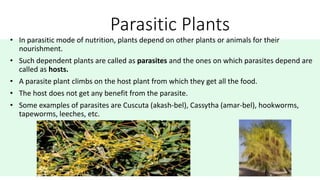 Nutrition in plants New (2).pptx