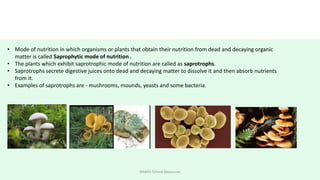 Nutrition in plants New  (2).pptx