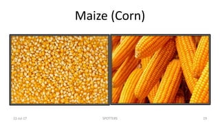 Maize (Corn)
22-Jul-17 SPOTTERS 19
 