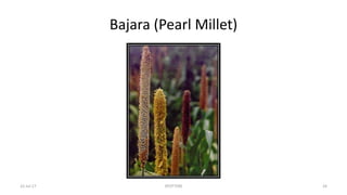 Bajara (Pearl Millet)
22-Jul-17 SPOTTERS 24
 