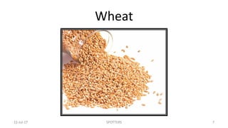 Wheat
22-Jul-17 SPOTTERS 7
 