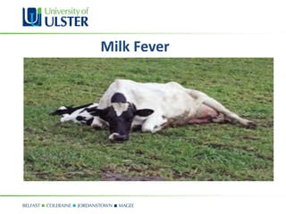 Milk Fever
 