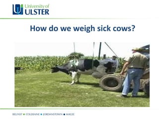 How do we weigh sick cows?
 