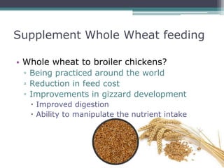 Nutrition management Broiler | PPTX