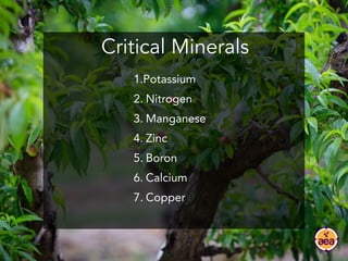 Critical Minerals
1.Potassium
2. Nitrogen
3. Manganese
4. Zinc
5. Boron 
6. Calcium
7. Copper
 