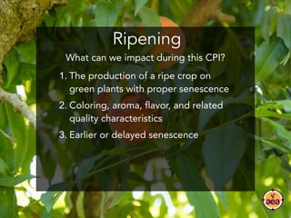 Ripening
1. The production of a ripe crop on
green plants with proper senescence
2. Coloring, aroma, flavor, and related
q...