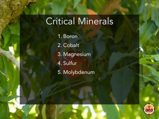 Critical Minerals
1. Boron
2. Cobalt
3. Magnesium
4. Sulfur
5. Molybdenum
 