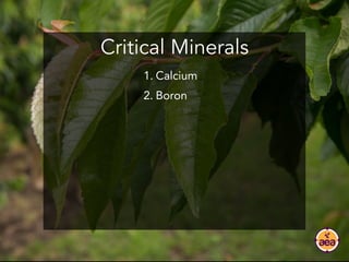 Critical Minerals
1. Calcium
2. Boron
 