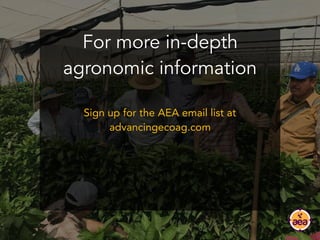 For more in-depth
agronomic information
Sign up for the AEA email list at
advancingecoag.com
 