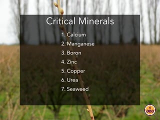 Critical Minerals
1. Calcium
2. Manganese
3. Boron
4. Zinc
5. Copper
6. Urea
7. Seaweed
 