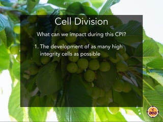 Cell Division
1. The development of as many high
integrity cells as possible
What can we impact during this CPI?
 