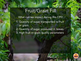 Fruit/Grain Fill
1. Quantity of sugar transported to fruit
or grain
2. Quantity of sugar produced in leaves
3. High fruit ...