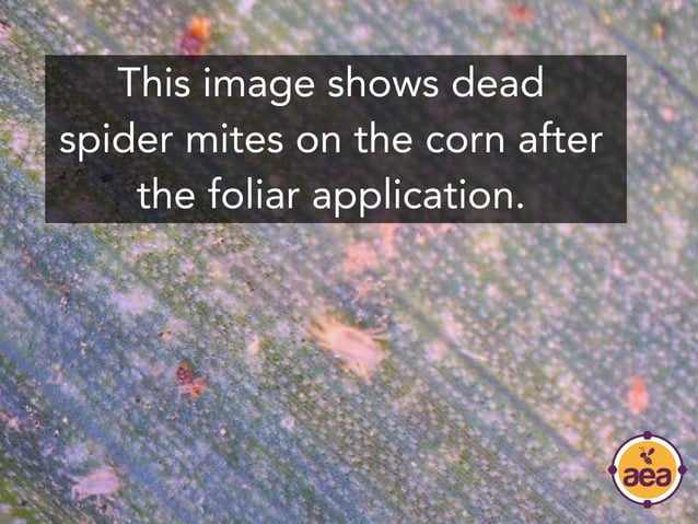 Image showcasing Nutrition Management for Mite Infestations | PDF