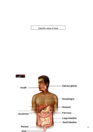 6
Calorific value of food
Human digestive system
 