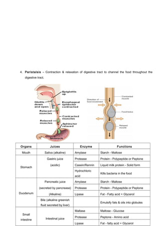 4. Peristalsis – Contraction & relaxation of digestive tract to channel the food throughout the
digestive tract.
8
Organs Juices Enzyme Functions
Mouth Saliva (alkaline) Amylase Starch - Maltose
Stomach
Gastric juice Protease Protein - Polypeptide or Peptone
(acidic) Casein/Rennin Liquid milk protein - Solid form
Hydrochloric
acid
Kills bacteria in the food
Duodenum
Pancreatic juice Amylase Starch - Maltose
(secreted by pancrease) Protease Protein - Polypeptide or Peptone
(Alkaline) Lipase Fat - Fatty acid + Glycerol
Bile (alkaline greenish
fluid secreted by liver)
Emulsify fats & oils into globules
Small
intestine Intestinal juice
Maltase Maltose - Glucose
Protease Peptone - Amino acid
Lipase Fat - fatty acid + Glycerol
 
