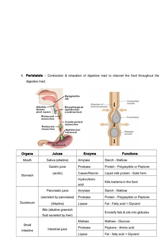 Science Form 2 Nutrition notes