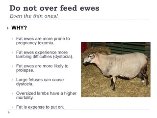 Do not over feed ewes
Even the thin ones!
 WHY?
 Fat ewes are more prone to
pregnancy toxemia.
 Fat ewes experience more
lambing difficulties (dystocia).
 Fat ewes are more likely to
prolapse.
 Large fetuses can cause
dystocia.
 Oversized lambs have a higher
mortality.
 Fat is expense to put on.
 