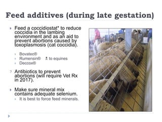 Feed additives (during late gestation)
 Feed a coccidiostat* to reduce
coccidia in the lambing
environment and as an aid to
prevent abortions caused by
toxoplasmosis (cat coccidia).
 Bovatec®
 Rumensin®  to equines
 Deccox®
? Antibiotics to prevent
abortions (will require Vet Rx
in 2017).
 Make sure mineral mix
contains adequate selenium.
 It is best to force feed minerals.
 