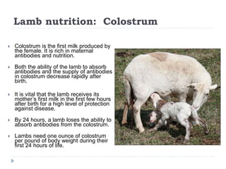 Lamb nutrition: Colostrum
 Colostrum is the first milk produced by
the female. It is rich in maternal
antibodies and nutrition.
 Both the ability of the lamb to absorb
antibodies and the supply of antibodies
in colostrum decrease rapidly after
birth.
 It is vital that the lamb receives its
mother’s first milk in the first few hours
after birth for a high level of protection
against disease.
 By 24 hours, a lamb loses the ability to
absorb antibodies from the colostrum.
 Lambs need one ounce of colostrum
per pound of body weight during their
first 24 hours of life.
 