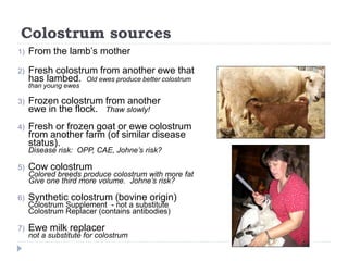 Colostrum sources
1) From the lamb’s mother
2) Fresh colostrum from another ewe that
has lambed. Old ewes produce better colostrum
than young ewes
3) Frozen colostrum from another
ewe in the flock. Thaw slowly!
4) Fresh or frozen goat or ewe colostrum
from another farm (of similar disease
status).
Disease risk: OPP, CAE, Johne’s risk?
5) Cow colostrum
Colored breeds produce colostrum with more fat
Give one third more volume. Johne’s risk?
6) Synthetic colostrum (bovine origin)
Colostrum Supplement - not a substitute
Colostrum Replacer (contains antibodies)
7) Ewe milk replacer
not a substitute for colostrum
 