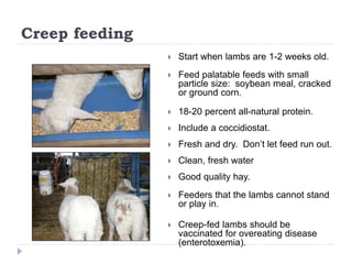 Creep feeding
 Start when lambs are 1-2 weeks old.
 Feed palatable feeds with small
particle size: soybean meal, cracked...