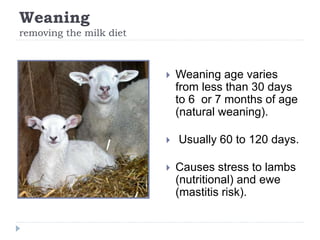 Weaning
removing the milk diet
 Weaning age varies
from less than 30 days
to 6 or 7 months of age
(natural weaning).
 Us...
