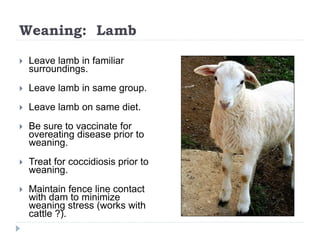 Weaning: Lamb
 Leave lamb in familiar
surroundings.
 Leave lamb in same group.
 Leave lamb on same diet.
 Be sure to v...