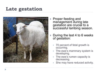 Late gestation
 Proper feeding and
management during late
gestation are crucial to a
successful lambing season.
 During the last 4 to 6 weeks
of gestation:
 70 percent of fetal growth is
occurring.
 The ewe’s mammary system is
developing.
 The ewe’s rumen capacity is
decreasing.
 She may have reduced activity.
 