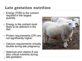 Late gestation nutrition
 Energy (TDN) is the nutrient
required in the largest
quantity.
 Energy is the nutrient most
likely to be deficient in the
diet.
 Protein requirements (CP) are
not significantly higher.
 Calcium requirements virtually
double during late pregnancy.
 Selenium and vitamin E are
also critical nutrients during
late gestation.
 
