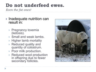 Do not underfeed ewes.
Even the fat ones!
 Inadequate nutrition can
result in:
 Pregnancy toxemia
(ketosis).
 Small and...