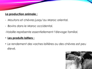 La production animale :
- Moutons et chèvres jusqu’au Maroc oriental.
- Bovins dans le Maroc occidental,
-Volaille représente essentiellement l’élevage familial.
• Les produits laitiers :
• Le rendement des vaches laitières ou des chèvres est peu
élevé.
 
