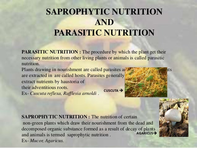 Austin Journal of Nutrition and Food sciences