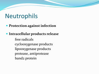 Neutrophils
 Protection against infection
 Intracellular products release
free radicals
cyclooxygenase products
lipooxygenase products
protease, antiprotease
band2 protein
 