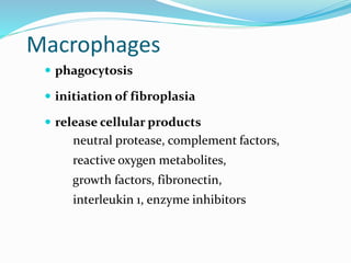 Macrophages
 phagocytosis
 initiation of fibroplasia
 release cellular products
neutral protease, complement factors,
reactive oxygen metabolites,
growth factors, fibronectin,
interleukin 1, enzyme inhibitors
 
