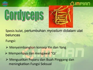 Spesis kulat, pertumbuhan mycelium didalam ulat
beluncas
Fungsi:
 Menyeimbangkan konsep Yin dan Yang
 Memperkaya dan mengawal “Qi’
 Menguatkan Peparu dan Buah Pinggang dan
 meningkatkan Fungsi Seksual
 