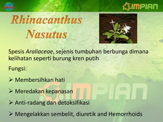 Spesis Araliaceae, sejenis tumbuhan berbunga dimana
kelihatan seperti burung kren putih
Fungsi:
 Membersihkan hati
 Meredakan kepanasan
 Anti-radang dan detoksifikasi
 Mengelakkan sembelit, diuretik and Hemorrhoids
 